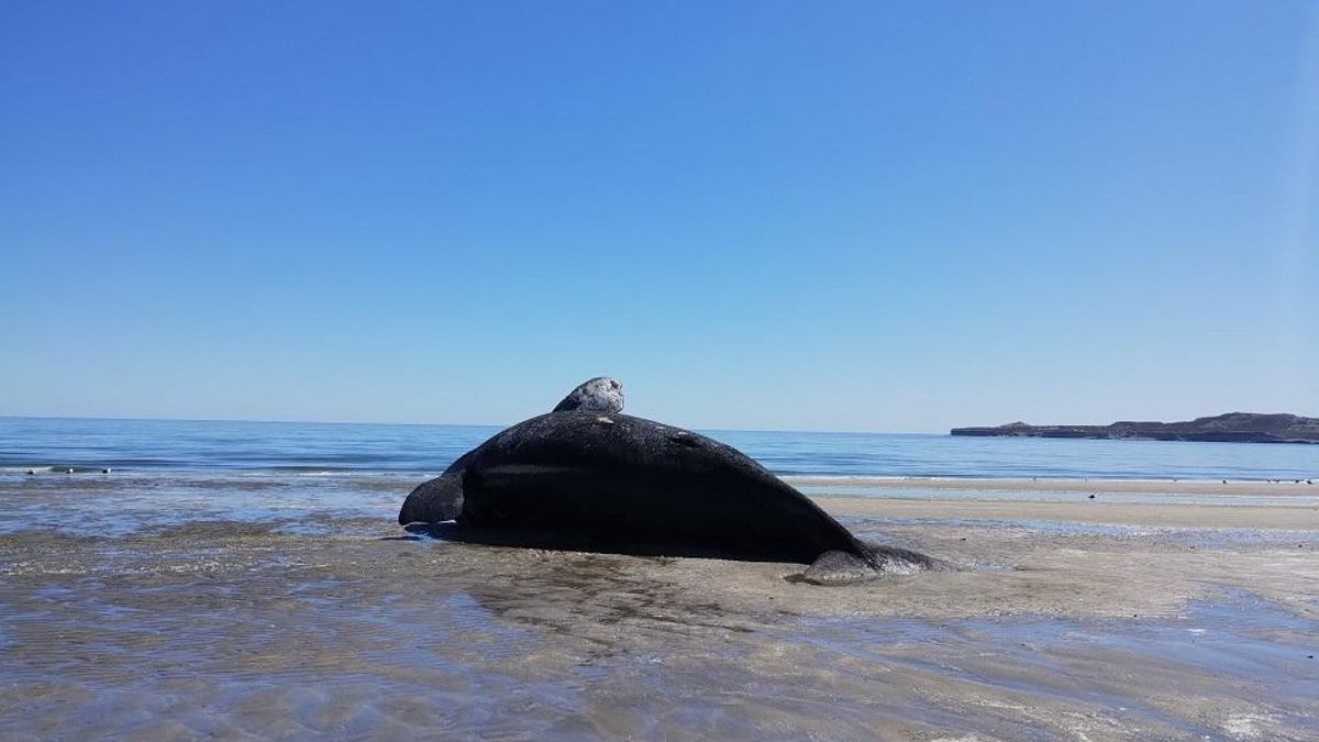 Al menos 21 ballenas de la especie Franca Austral (Eubalaena australis) murieron en el Golfo Nuevo de Península Valdés, en Chubut. Especialistas estiman que pudo ser la marea roja. Foto: cortesía Camila Tavano - Cenpat