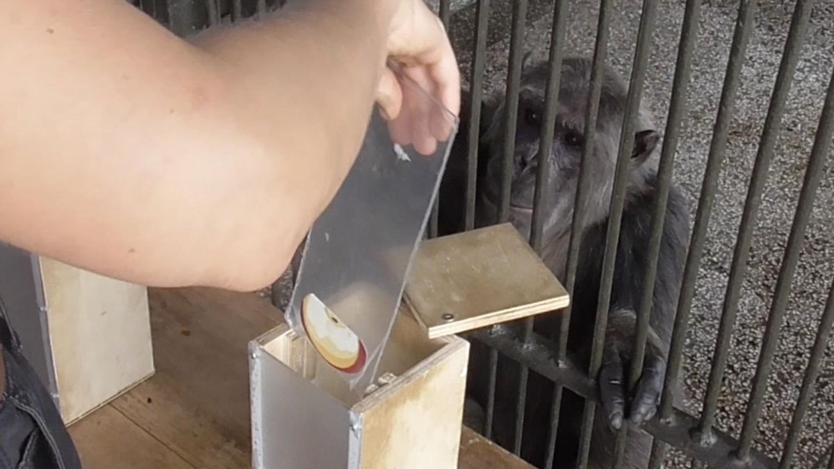 Un fotograma del experimento 5, en el que el chimpancé se da cuenta de que la fruta que le han enseñado es un engaño.