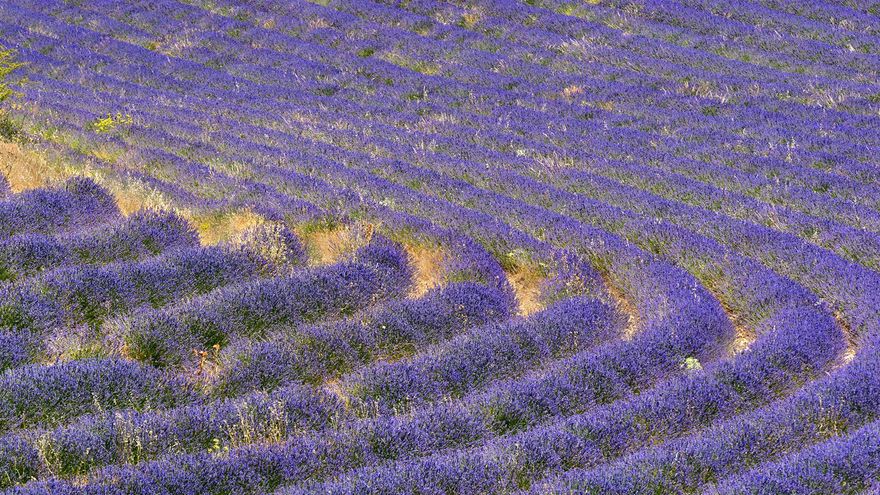 Los aceites esenciales de lavanda y lavandín, excluidos definitivamente de la lista de productos tóxicos