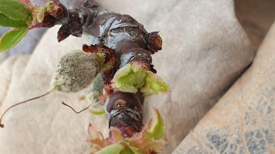 Daños en almendro por una helada