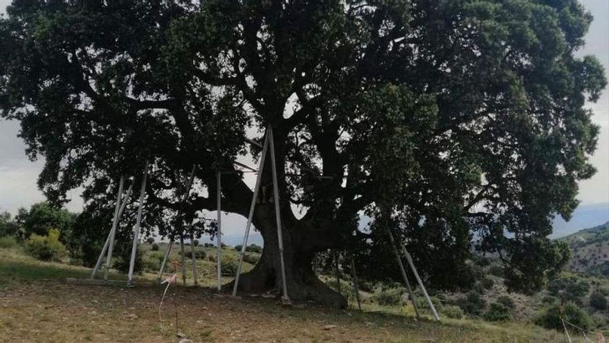 El árbol milenario más grande de Andalucía se encuentra en un estado crítico