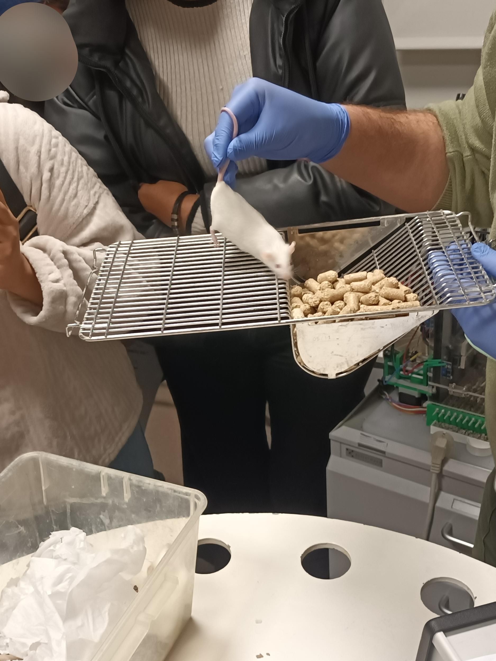 El investigador coge a un ratón por la cola