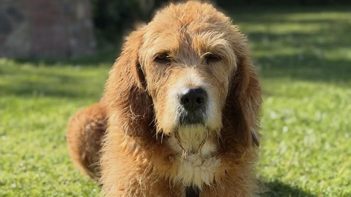 La mala pata de Iago, el perro que ha pasado media vida en la calle y que espera una adopción