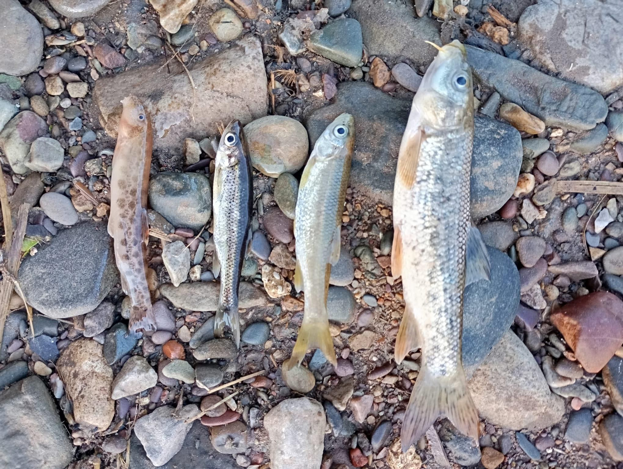 Peces muertos en el arroyo Pedroche.