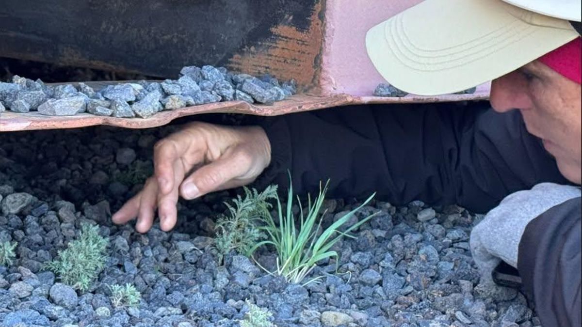 Paso importante en la lucha contra la planta invasora ‘Senecio viscosus’: por primera vez no se localizan ejemplares en El Roque