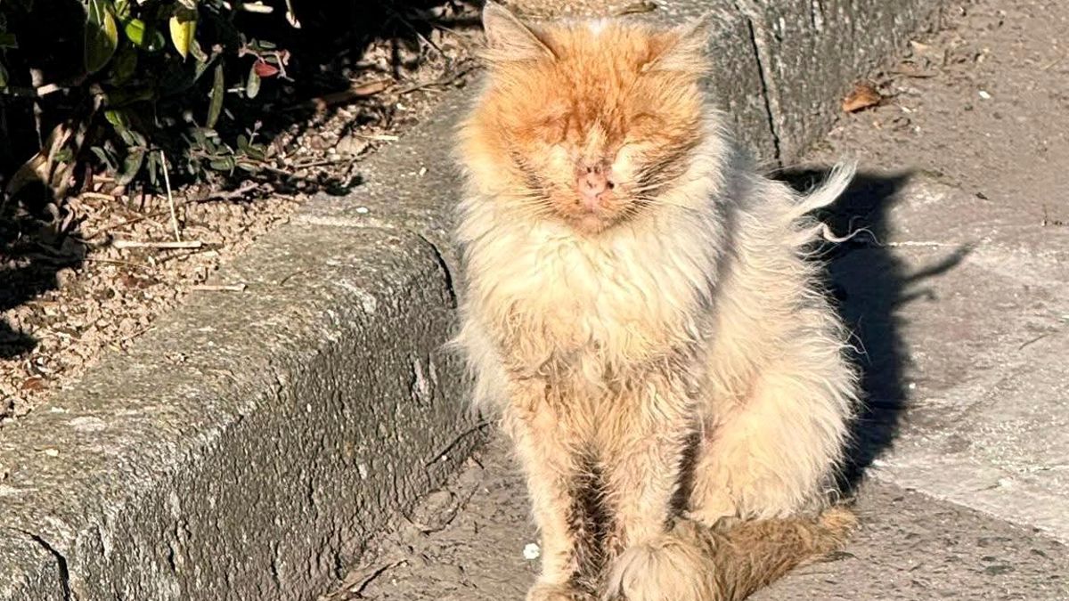 Lucky y Neko: los gatos que pusieron al Ayuntamiento de Cáceres ante la ley