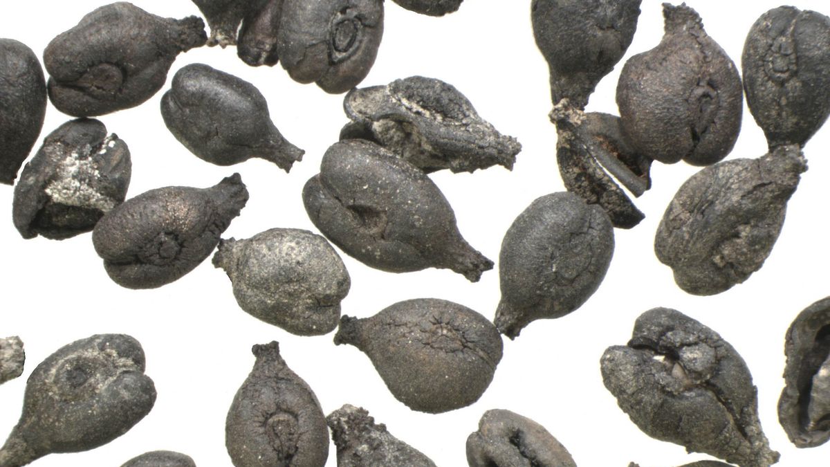 Los órigenes del viñedo en la península ibérica: un estudio con ADN de vid apunta que las primeras semillas llegaron desde el Mediterráneo hace 3.000 años