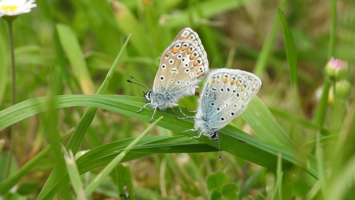Los parques y jardines más naturalizados de Santander atraen más mariposas que las zonas segadas