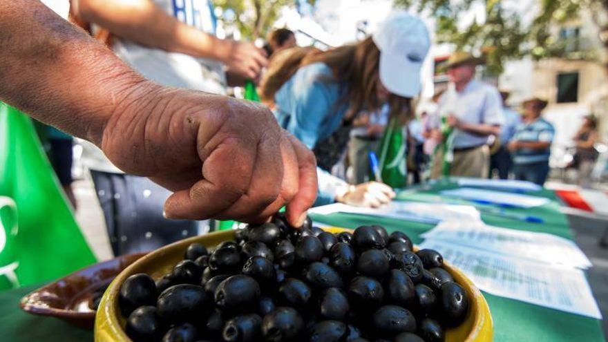 Andalucía facilita el acceso a subvenciones al sector de la aceituna de mesa.