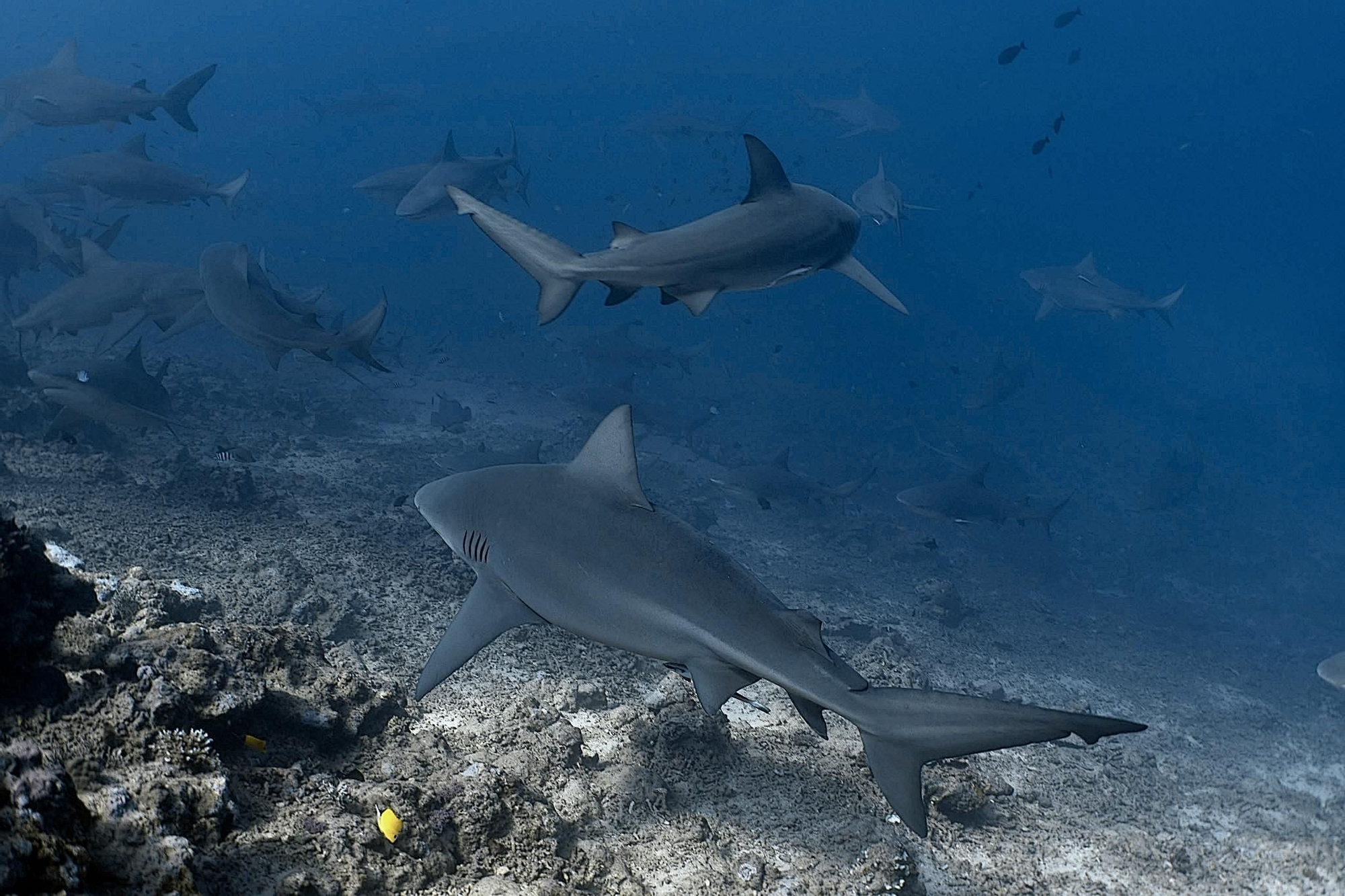Los tiburones toro saben que tienen parentesco por pasar sus años de formación compartiendo los mismos ríos y estuarios