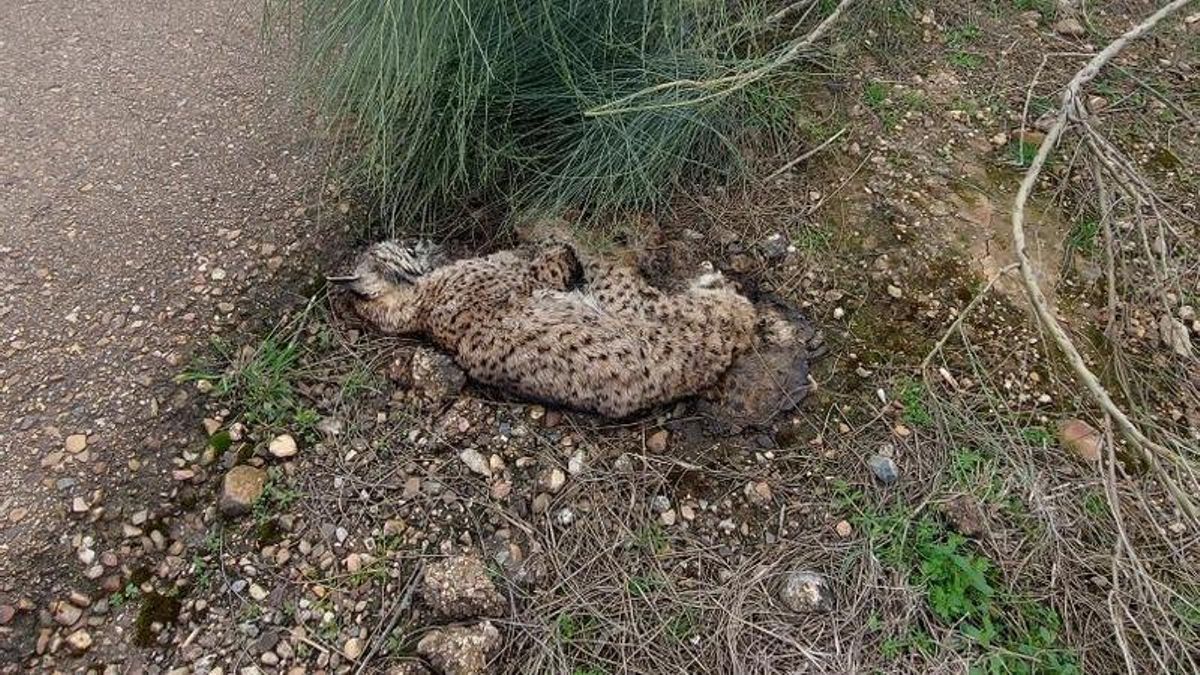 Aparece muerto un lince ibérico en la cuneta de la N-630, cerca de Mérida