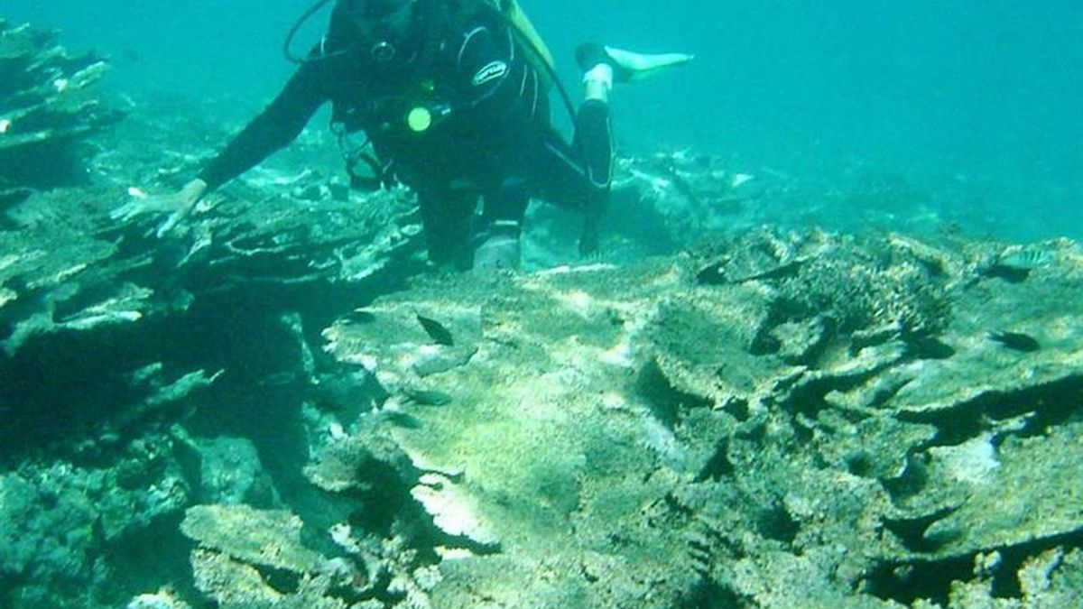 El impacto contra el arrecife permitió a los científicos observar una "pared de roca coralina" sin precedentes