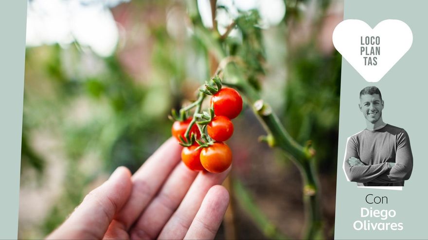 Comer lo que siembras (en poco espacio): plantas con frutos para cultivar en casa