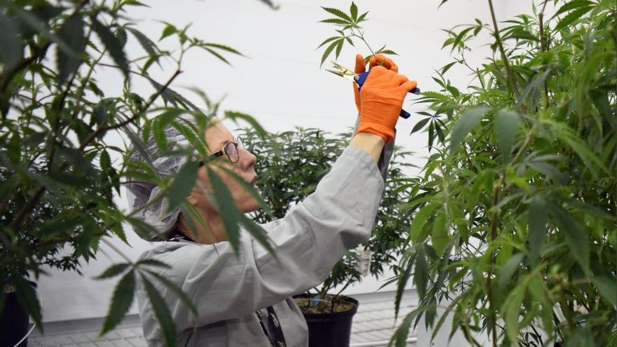 El cannabis, ¿una alternativa al histórico cultivo del tomate en Canarias?