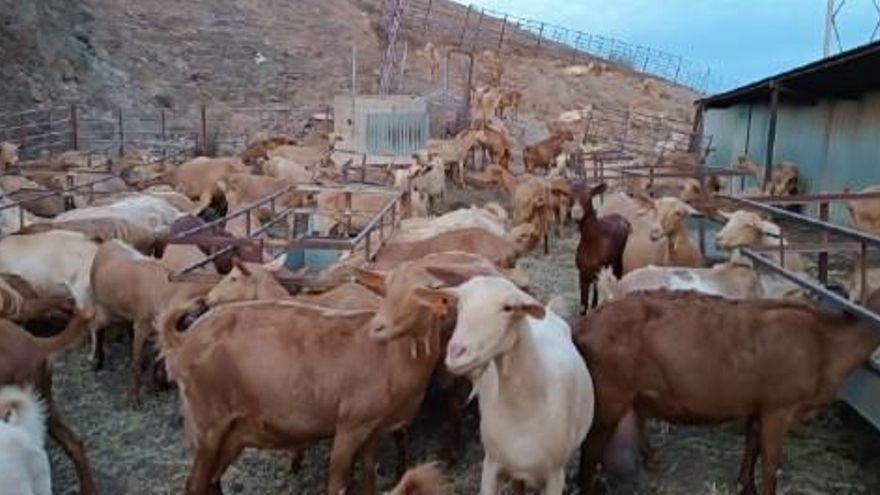 Las explotaciones agropecuarias rechazan la burocracia