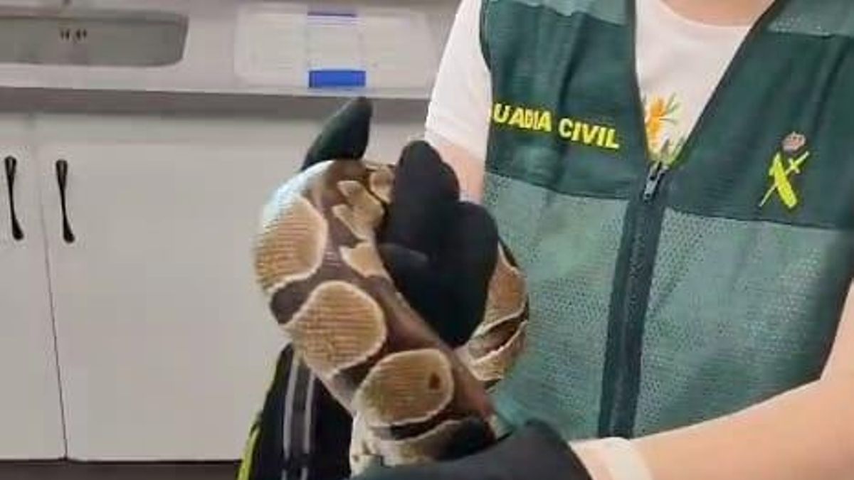 Imagen de la pitón bola que se escapó de la caja en la empresa de mensajería