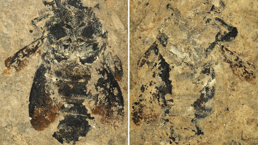 Científicos del Museo Americano de Historia Natural descubren 70 nuevas especies en 2025