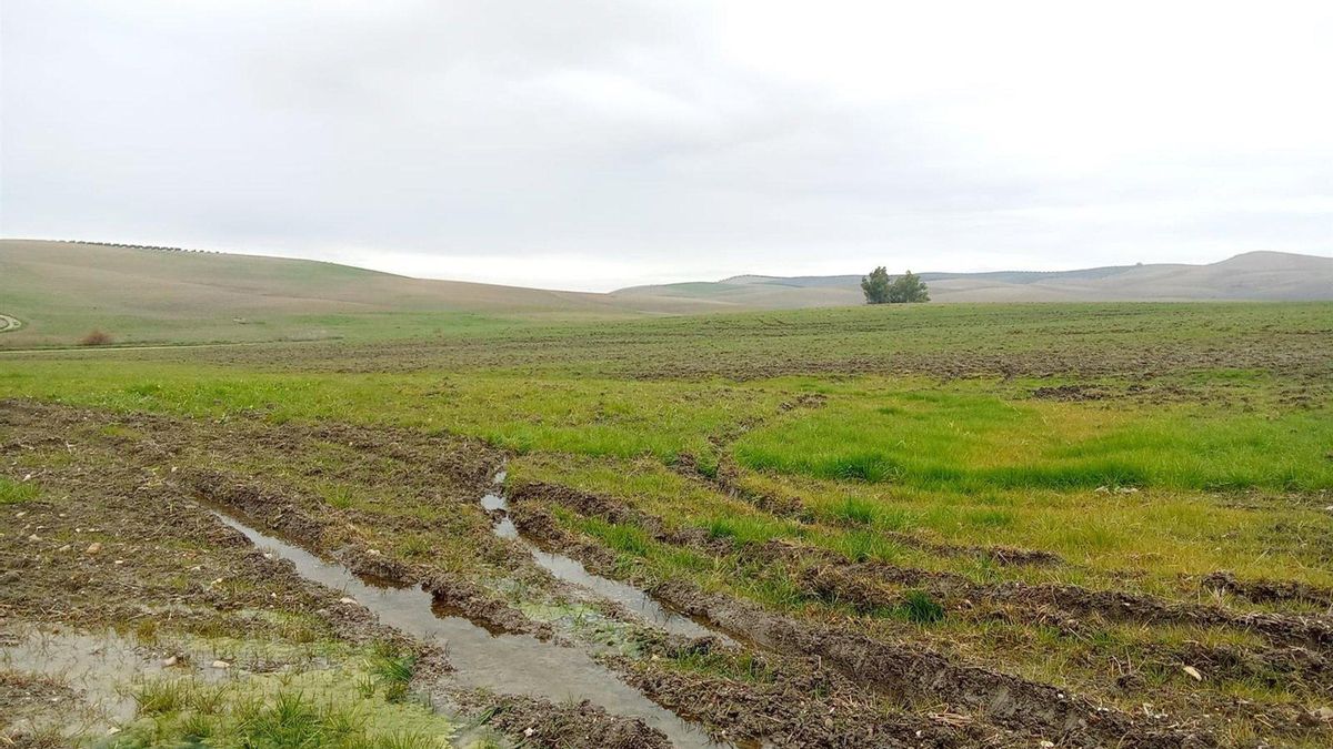 Asaja avisa al ministro Planas por carta de que el 40% de las ayudas por las borrascas "sigue sin llegar"