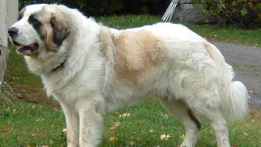 21 puntos de sutura en la cabeza y la cara tras ser atacada por su propio perro en Fuerteventura