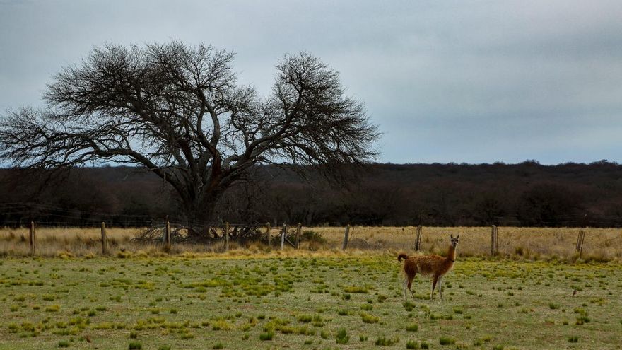 Y tras los incendios, matorrales: cómo recuperar los bosques y hacerlos más resistentes al fuego