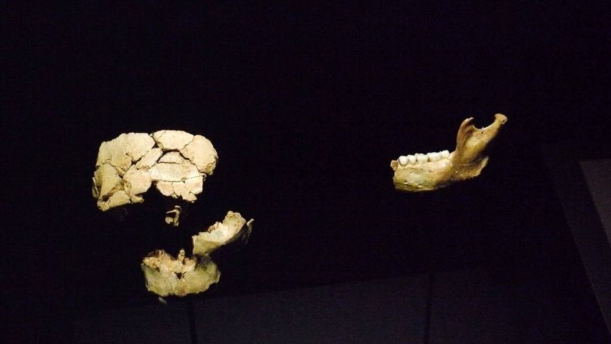 Restos originales de Homo antecessor en el Museo de la evolución humana