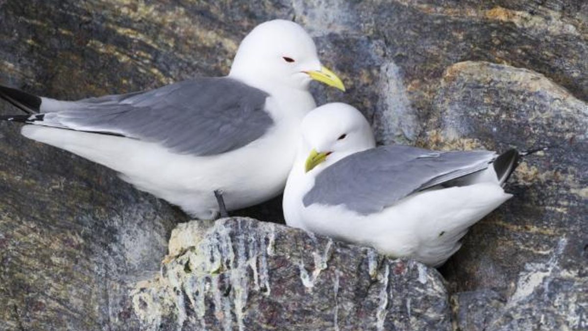 Gaviotas tridáctilas en un acantilado