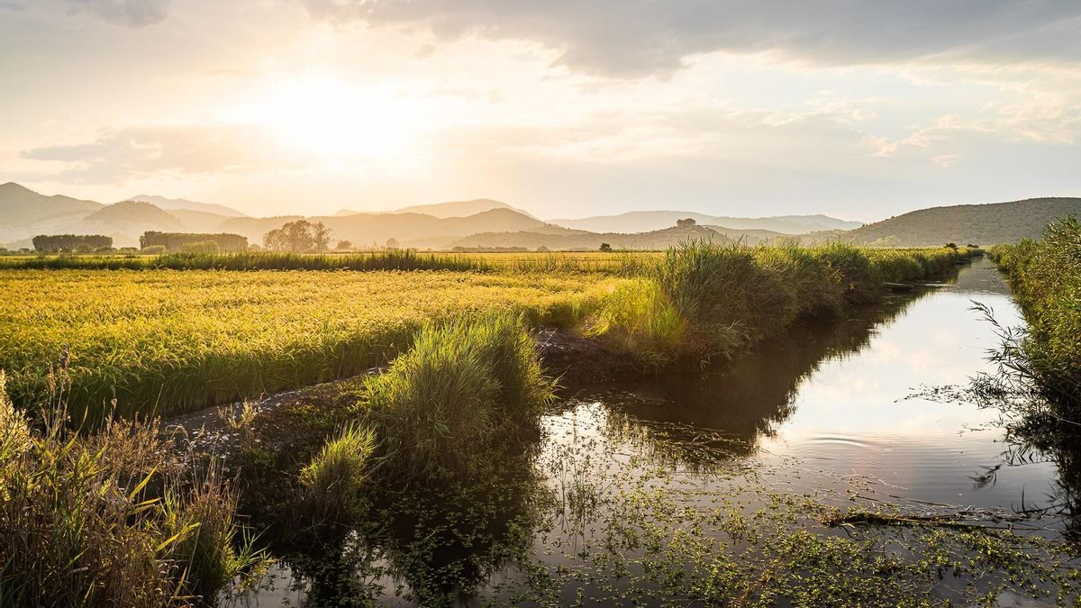 Oliva, el equilibrio perfecto entre playa y territorio.
