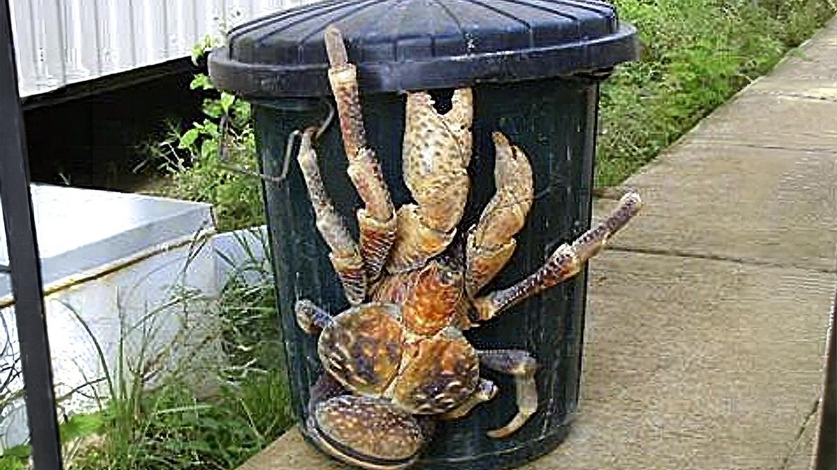 El curioso cangrejo que no sabe nadar, se alimenta de cocos y que puede llegar a pesar cuatro kilos y medir un metro