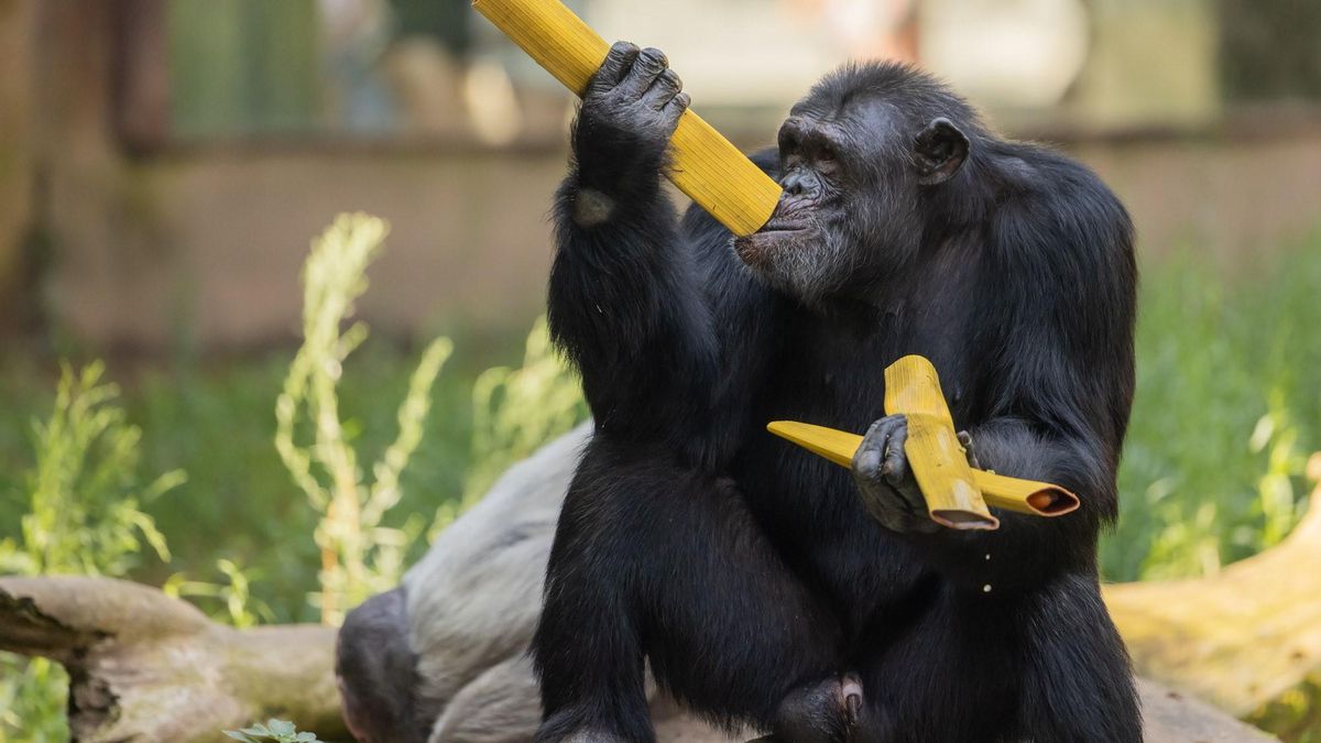 En días de mucho calor es imprescindible activar un protocolo especial que garantice que las diferentes especies afronten de la mejor manera posible las altas temperaturas