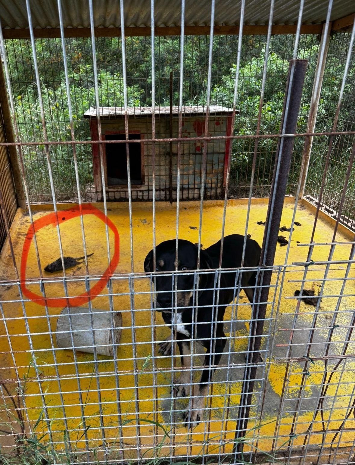 Una de las jaulas, con una rata en su interior