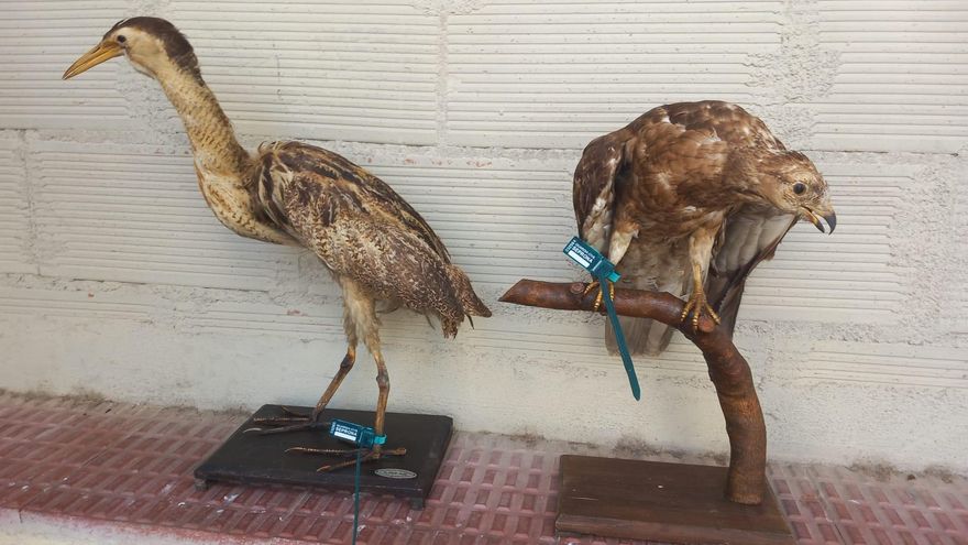 Incautan en Logroño dos aves protegidas disecadas a la venta en internet