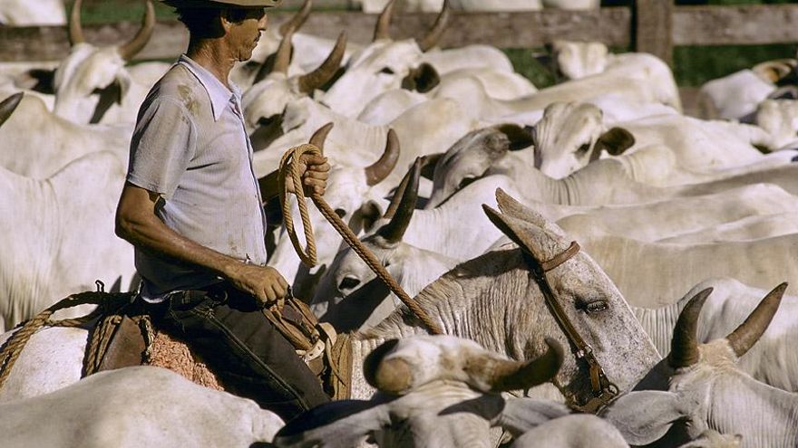 15 grandes empresas de carne y leche contaminan con tanto metano como casi toda la Unión Europea