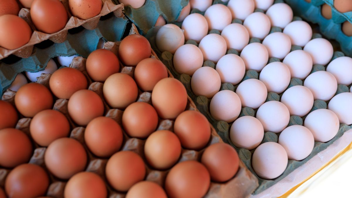 Al menos 13 intoxicados por Salmonella en España tras consumir huevos frescos contaminados con la bacteria