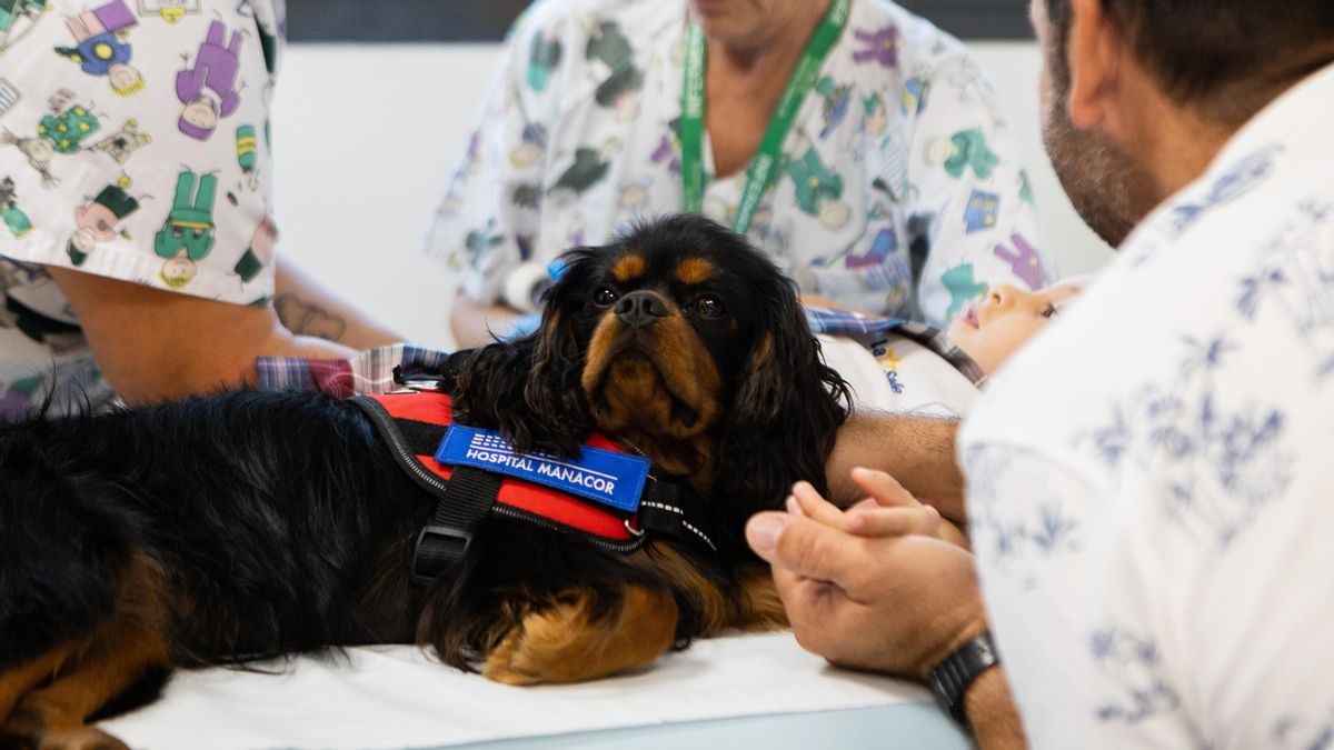 Rock, el perro que 'trabaja' en el hospital para que los niños pierdan el miedo a la aguja