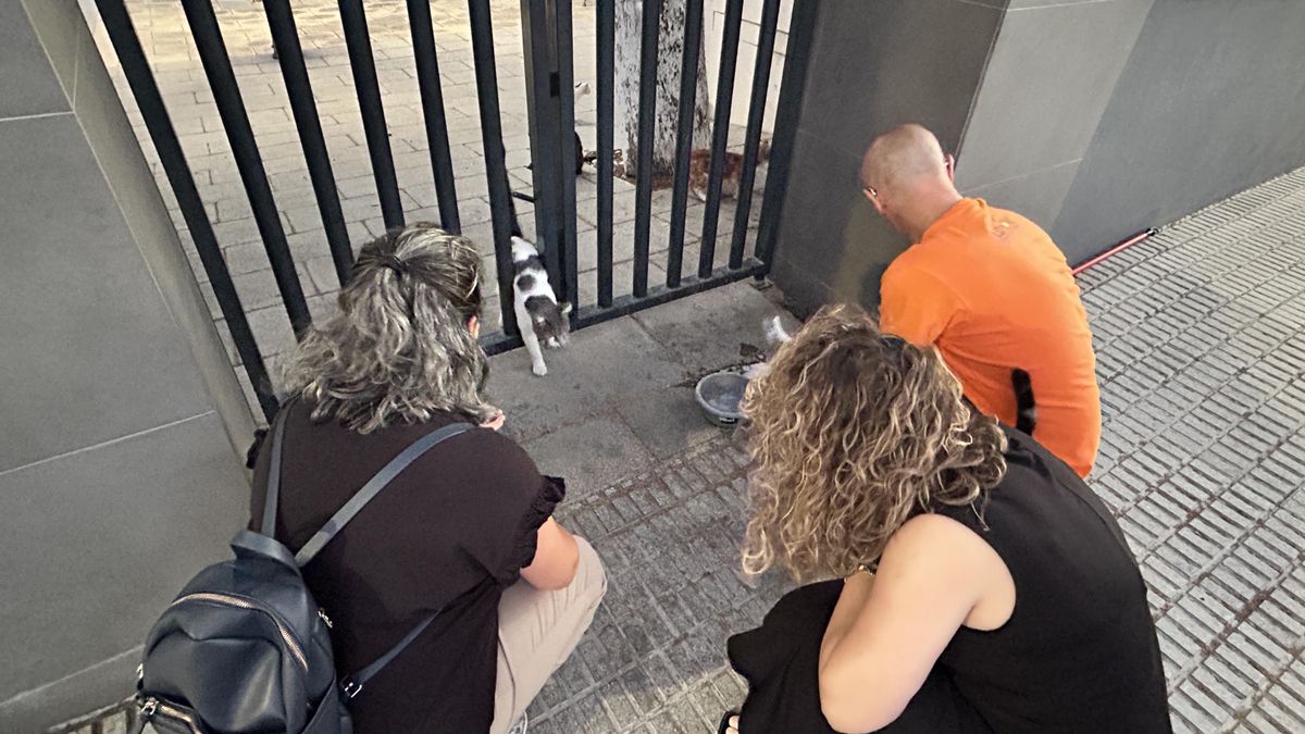 Cuidar una colonia gatuna: mucho sacrificio, horas robadas al día y la necesidad de más ayudas públicas