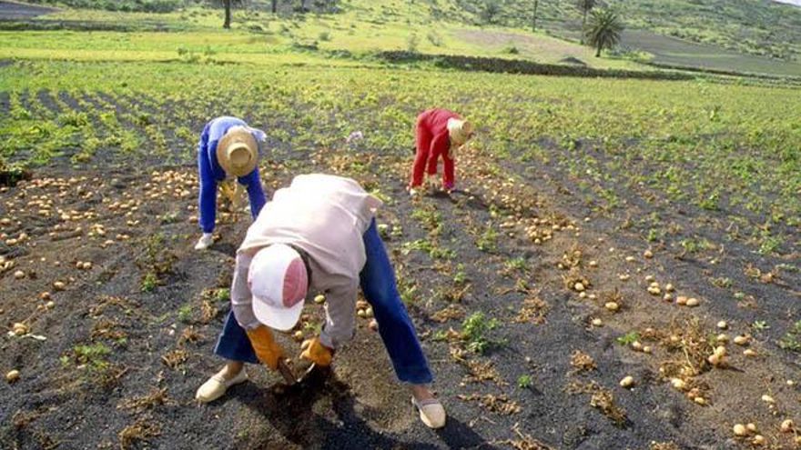 La Unión Europea mantendrá las ayudas del POSEI para el campo canario
