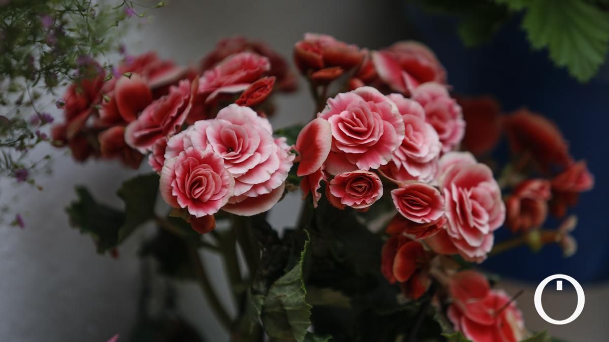 Patio en la C/ Tinte, 9