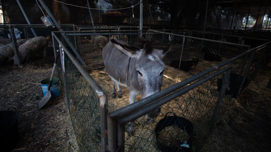 Un burro rescatado de la zona de erupción