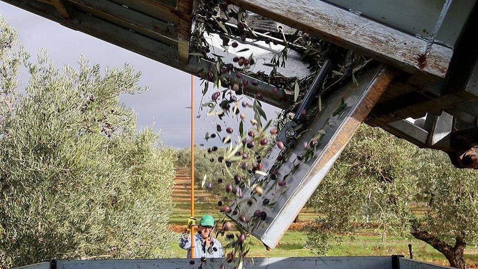 Recogida de aceituna en una finca de El Rinconcillo (La Carlota)