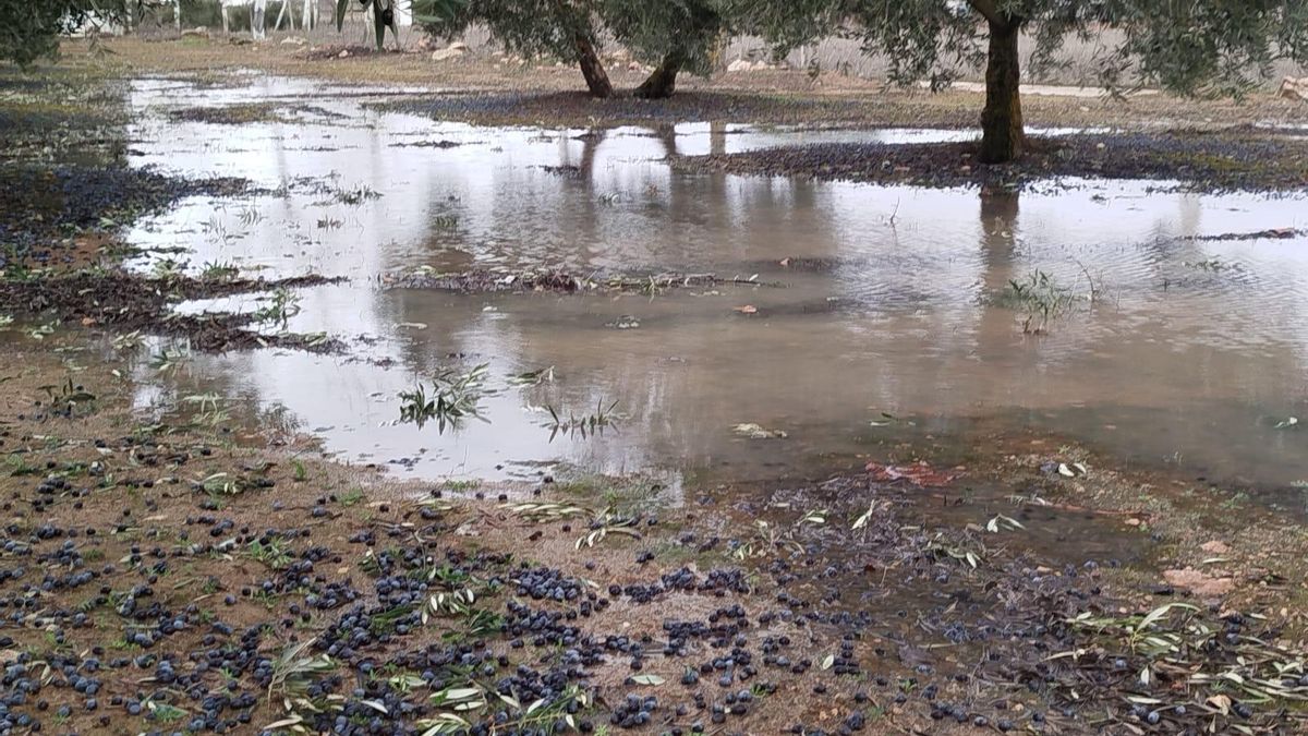 El viento de ‘Kristin’ se lleva gran parte de la aceituna que aún quedaba sin recoger en los olivos de Ciudad Real