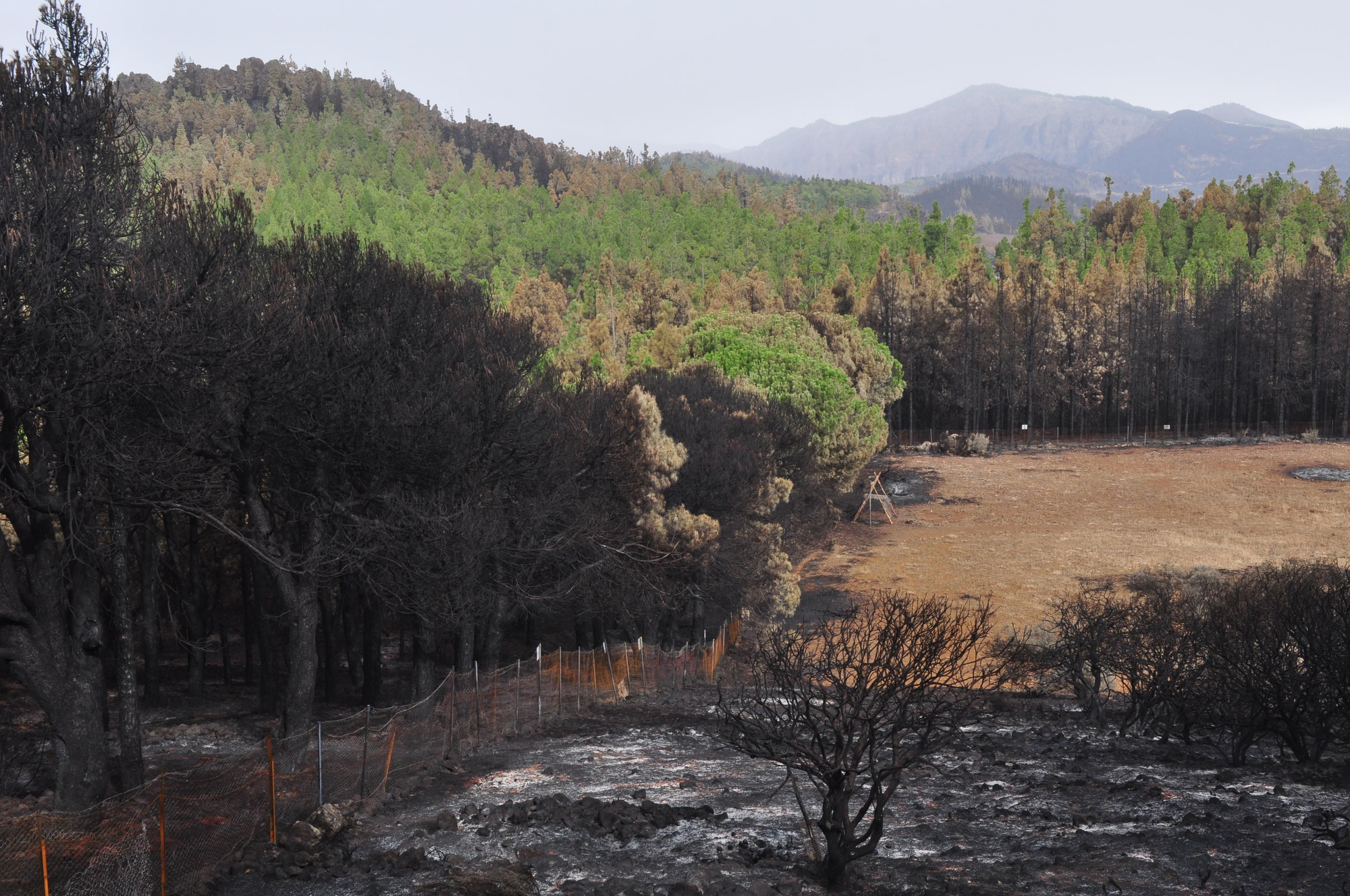 Incendio de Gran Canaria
