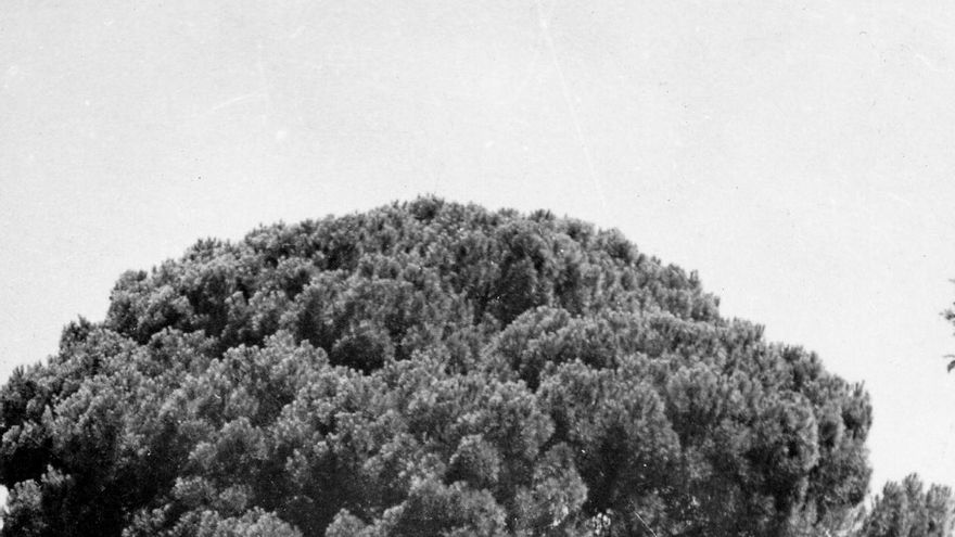 El pino bajo el que se enterró a Platero, en grave peligro tras el paso de un temporal