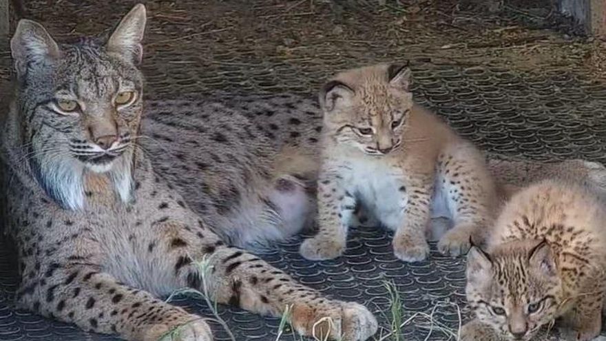 Urstu y Úxer, los dos cachorros de lince nacidos en Granadilla ya tienen nombre