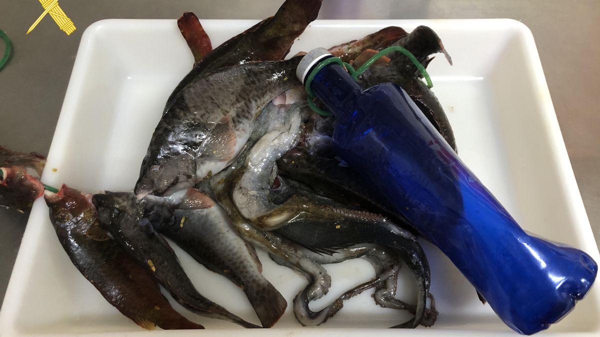 Piezas capturadas ilegalmente por un pescador furtivo en Radazul.