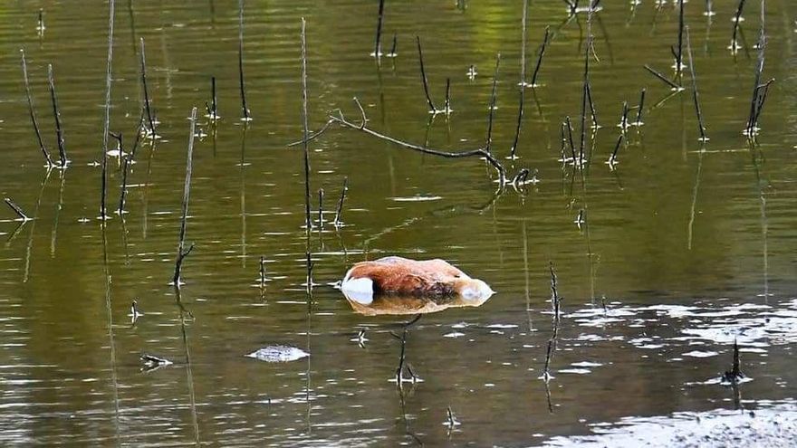 Aves muertas en la charca de San Lorenzo.