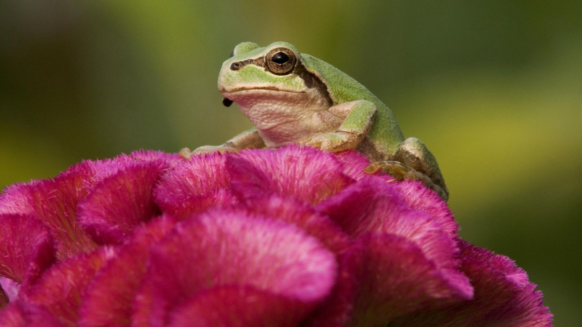 En Fukushima, las ranas arborícolas muestran indicios de alteraciones fisiológicas y conductuales
