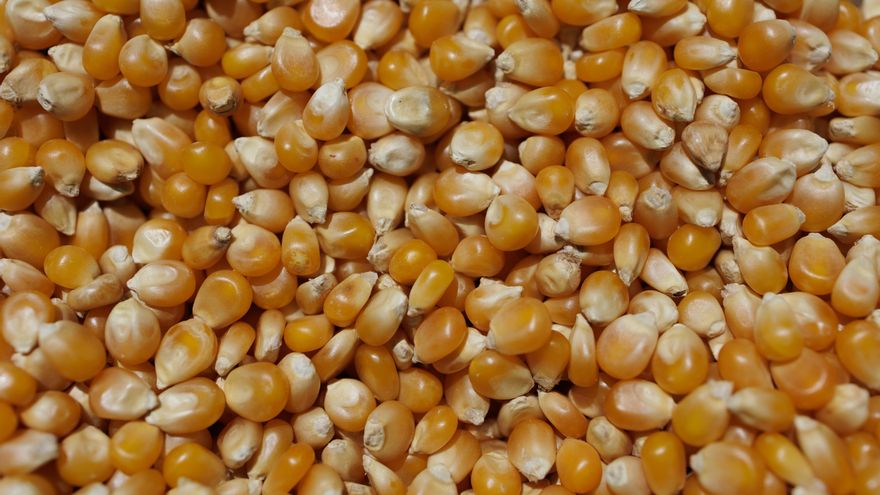 Brasil mejora la previsión para una cosecha récord de granos en 2025