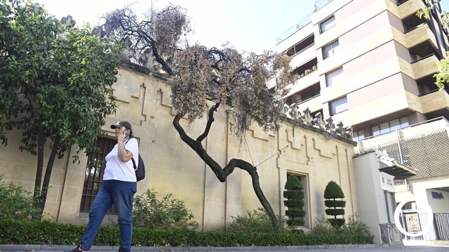La encina singular del centro de Córdoba se seca por completo