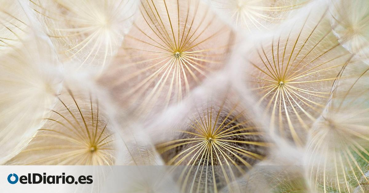 Allergist’s Spring Guide