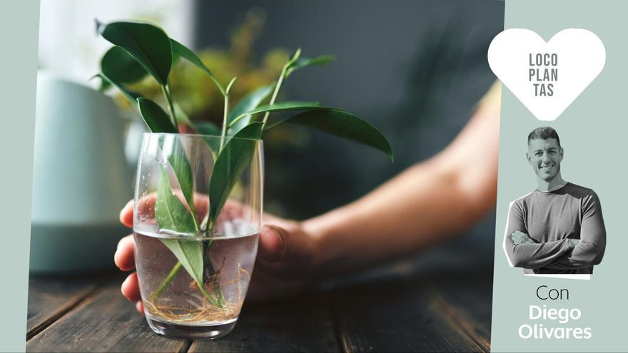 Muchas plantas en poco espacio: siete tipos que puedes cultivar en frascos de agua en casa